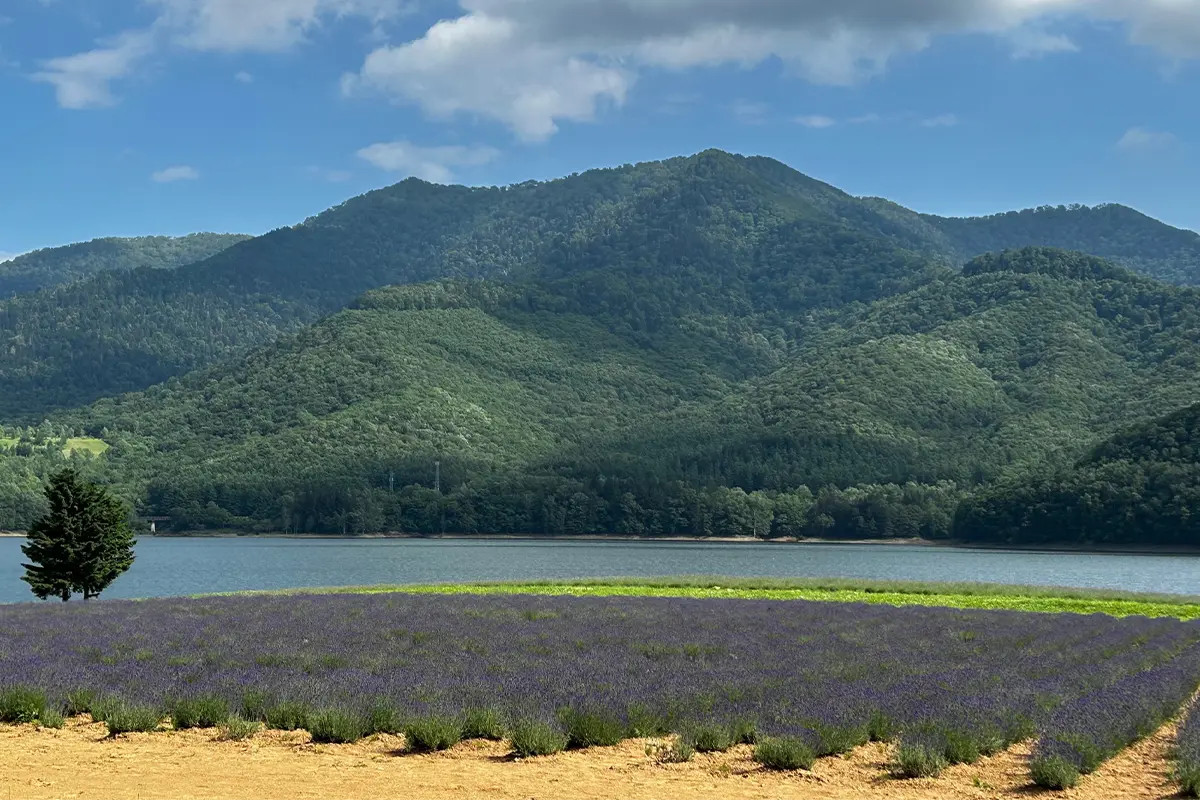 かなやま湖ラベンダー園