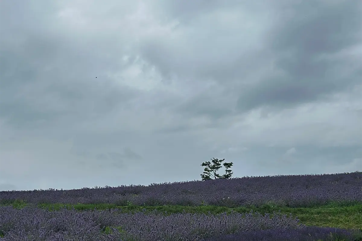 日の出ラベンダー園